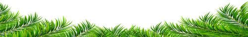 coconut copra leaves